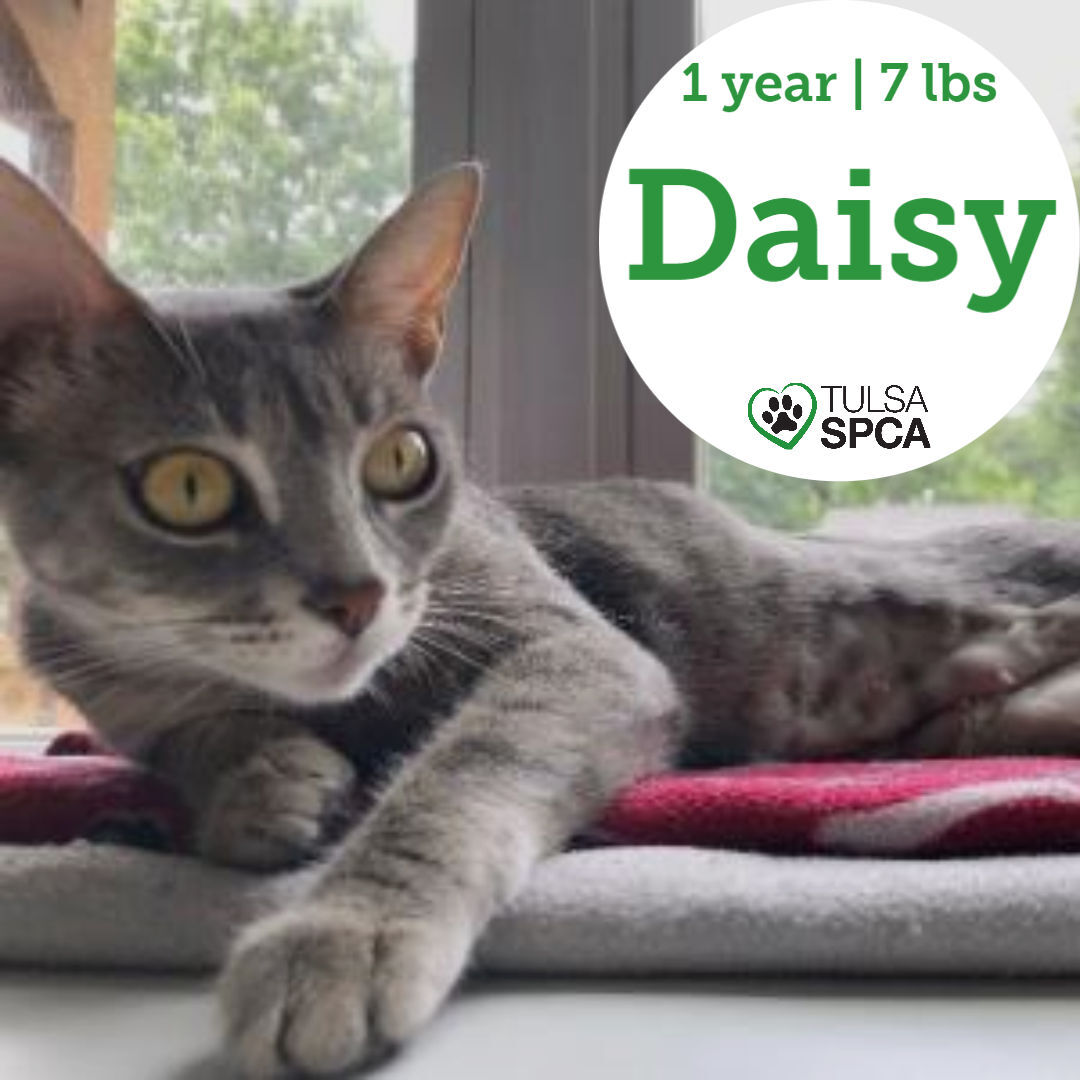 Daisy